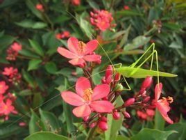 琴葉珊瑚 琴葉珊瑚