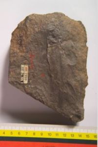 烏魯木齊中華半椎魚 烏魯木齊中華半椎魚