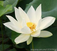 接天蓮葉無窮碧[成語典故]