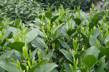 涌溪火青  茶樹