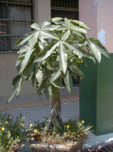 （圖）馬拉巴栗