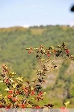 叉枝虎耳草 叉枝虎耳草