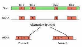 可變剪接 可變剪接