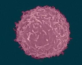 T淋巴細胞
