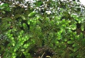 金魚藻科 金魚藻科