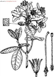 紅線杜鵑 紅線杜鵑