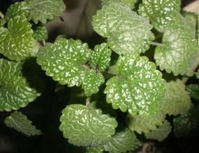 檸檬貓薄荷 檸檬貓薄荷