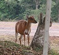 赤麂巴里島亞種 赤麂巴里島亞種
