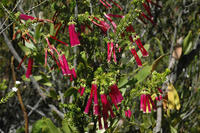 蠟花歐石楠(圖3)