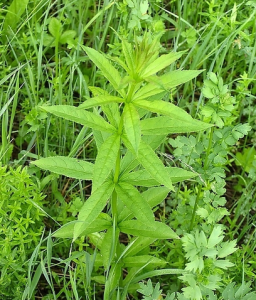 齒葉玄參 齒葉玄參