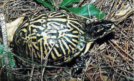 佛羅里達箱龜 佛羅里達箱龜