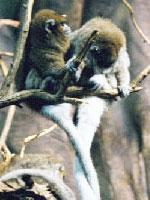 青猴亞科 青猴亞科