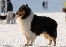 各種顏色的蘇格蘭牧羊犬