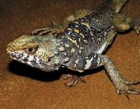 （圖）新疆岩蜥