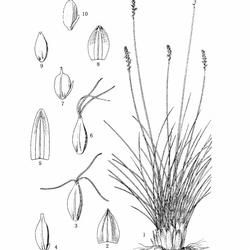 不丹嵩草 不丹嵩草