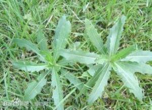 針刺齒緣草 針刺齒緣草