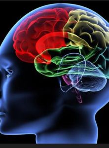 大腦開發 大腦開發