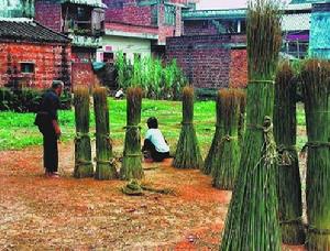 圖2 金渡花席編織原料蒲草收割