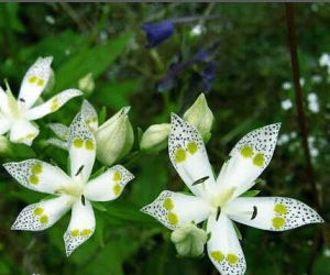 普蘭獐牙菜 普蘭獐牙菜