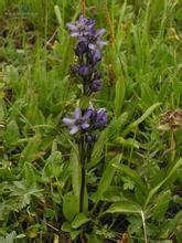 狹葉獐牙菜 狹葉獐牙菜