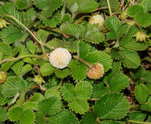 粉葉黃毛草莓 粉葉黃毛草莓