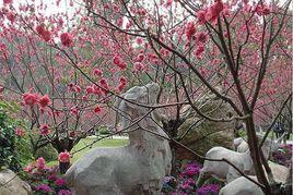 連雲港桃花澗 連雲港桃花澗