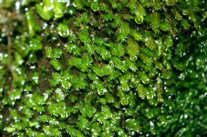 蕨葉鳳尾蘚 蕨葉鳳尾蘚