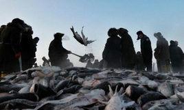 哈爾濱冬捕 哈爾濱冬捕