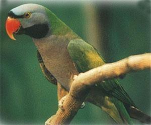 灰胸叢鴉墨西哥指名亞種 灰胸叢鴉墨西哥指名亞種