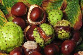 娑羅子[七葉樹科植物七葉樹的種子]