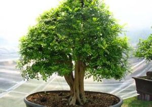 廣西九里香根 廣西九里香根