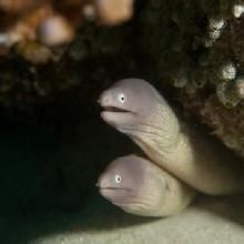 虎斑裸海鱔 虎斑裸海鱔