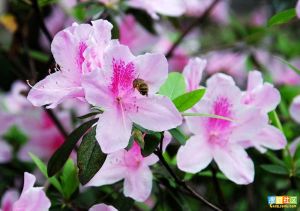 粉點杜鵑 粉點杜鵑