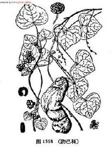 粉防己提取物 粉防己提取物