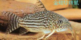 金翅珍珠鼠 金翅珍珠鼠