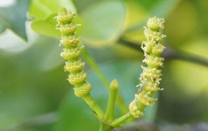 灌狀買麻藤 灌狀買麻藤