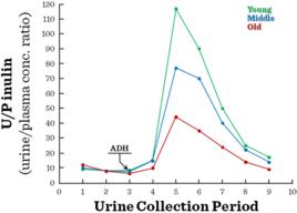 老年人低鉀血症 老年人低鉀血症