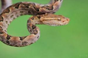 矛頭蝮蛇 矛頭蝮蛇