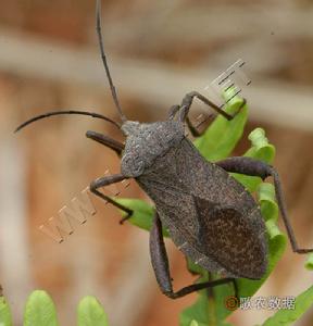 斑背安緣蝽 斑背安緣蝽