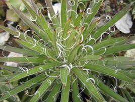 瀧之白絲 瀧之白絲