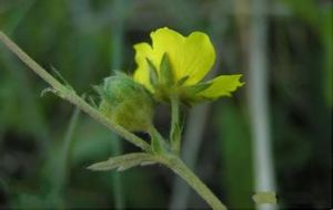 多齒雪白委陵菜