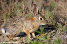 阿比西尼亞野兔 阿比西尼亞野兔