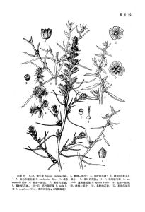 尼泊爾豬毛菜 尼泊爾豬毛菜