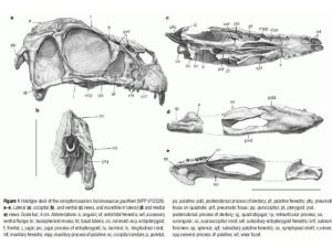 切齒龍的骨骼化石