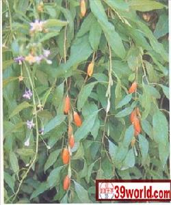 彭陽城關清真寺