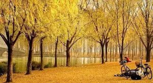 梧桐楊(原變型) 梧桐楊(原變型)