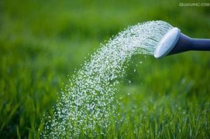 植物澆水 植物澆水