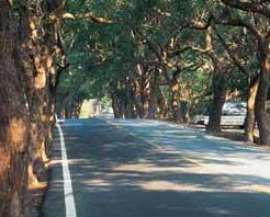 綠色隧道 綠色隧道