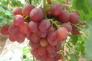 關山葡萄 關山葡萄