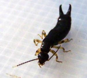 衛生昆蟲 衛生昆蟲